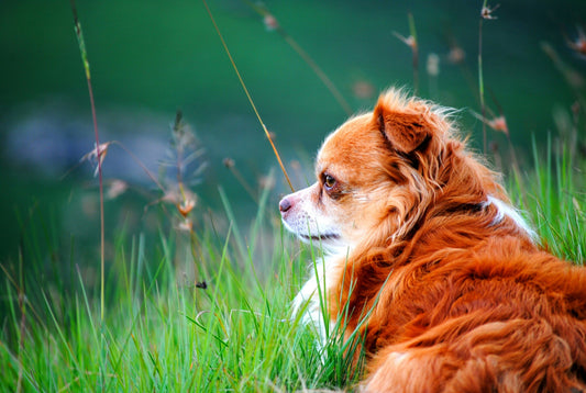 🐕 How to Choose the Best Dog Bowl: 2025 Buyer’s Guide for USA Pet Owners