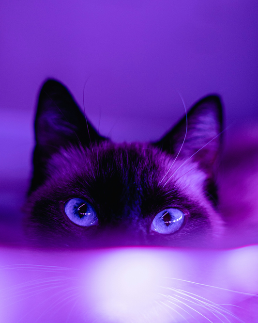 🐱 Best Cat Beds for Comfort and Style in 2025