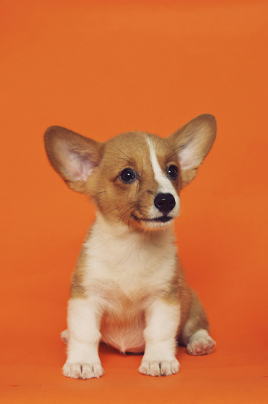 🐶 Best Dog Grooming Tools for 2025