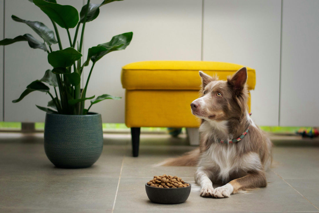 🌿 Sustainable & Eco-Friendly Pet Products: What to Look For