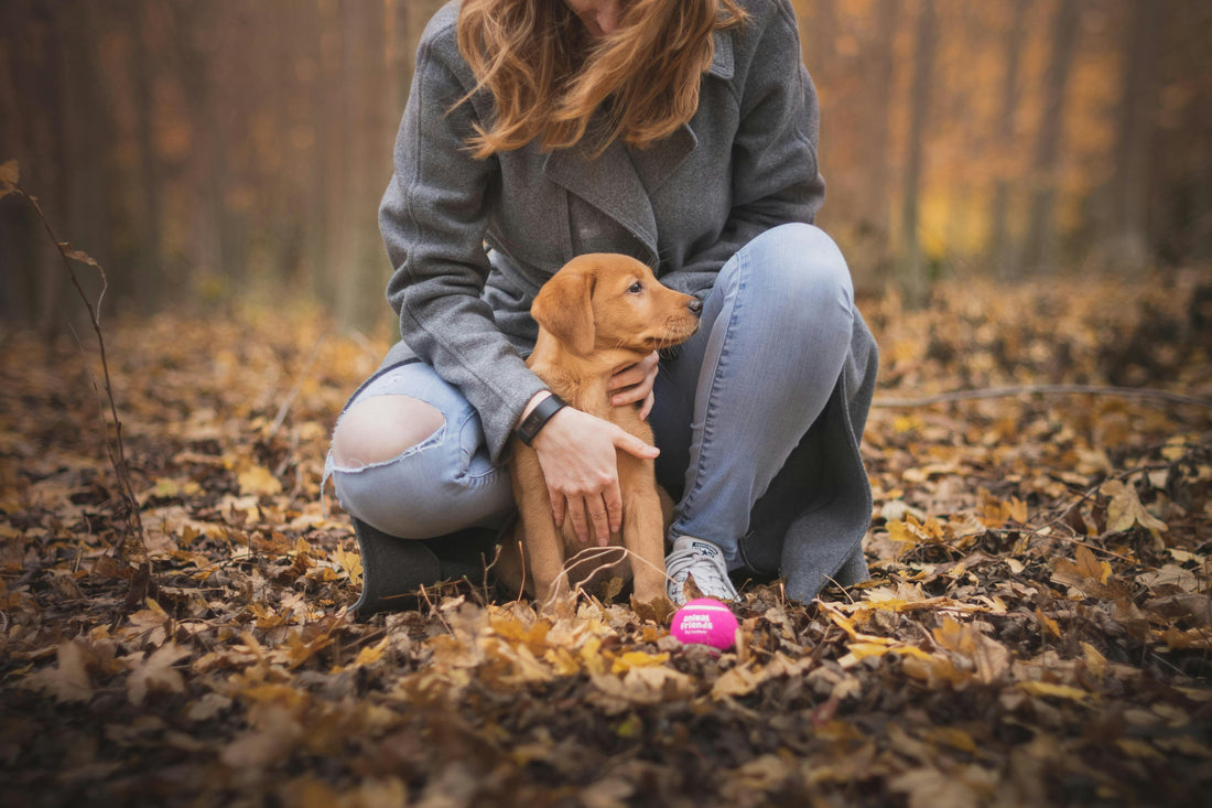 š¶ Best Dog Harnesses for Daily Walks (2025 Picks)