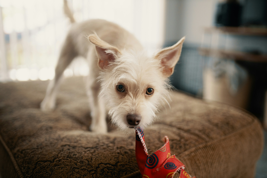 ☀️ Is Your Dog Overheating? Signs to Watch for This Summer