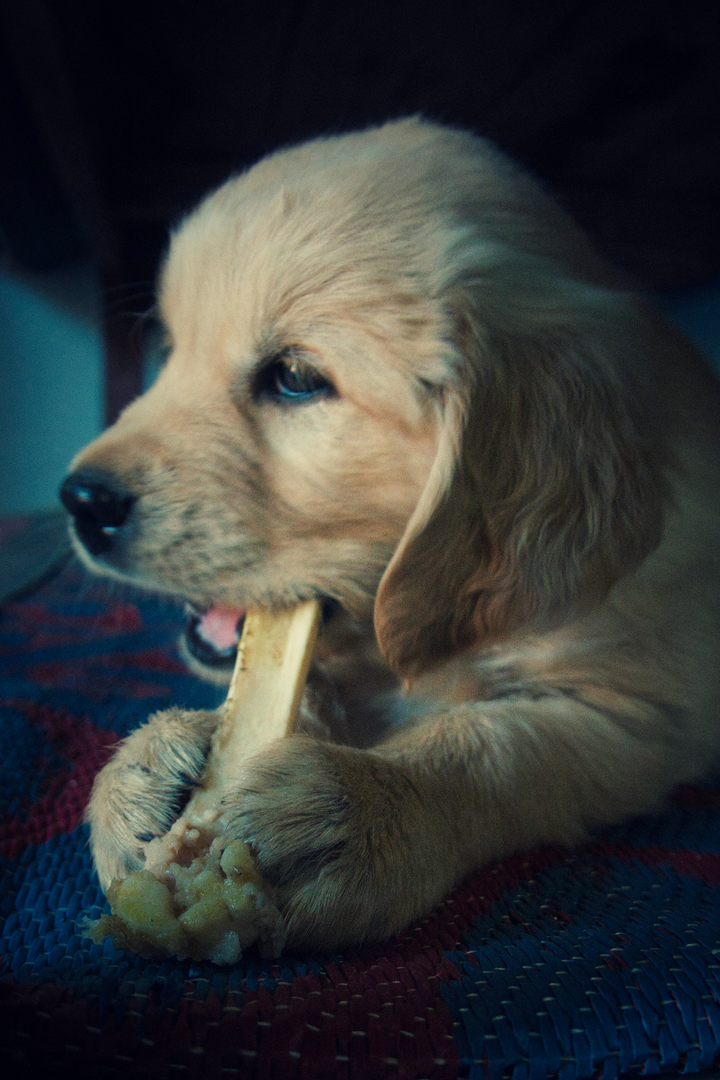 Dog and cat dental care products — toothbrushes, toothpaste, and dental chews on a clean background.