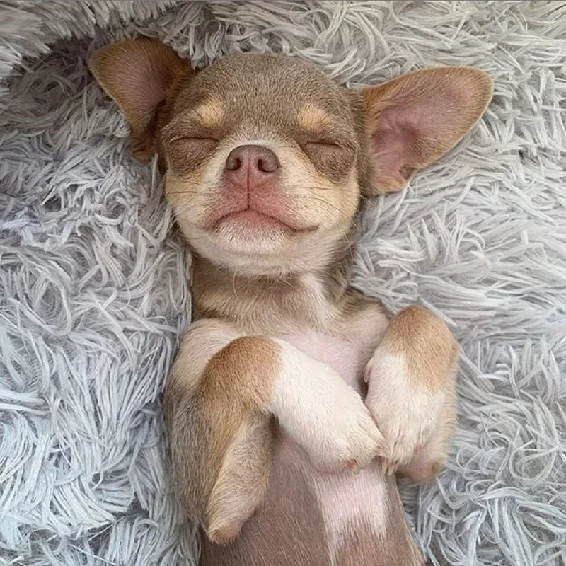Small dog snuggling in soft donut calming pet sofa