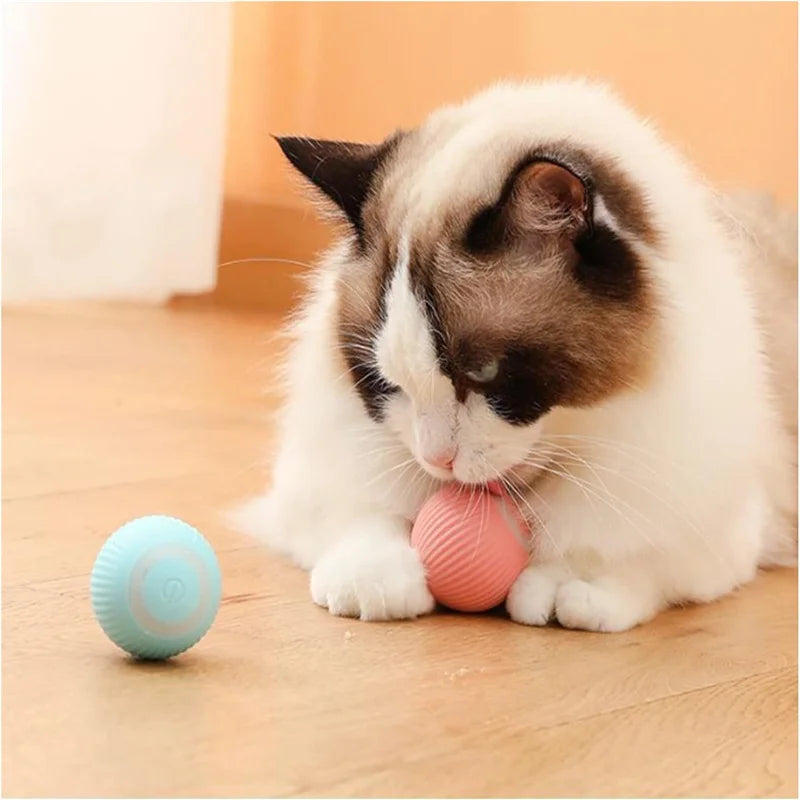Toy ball moving across floor to engage dog