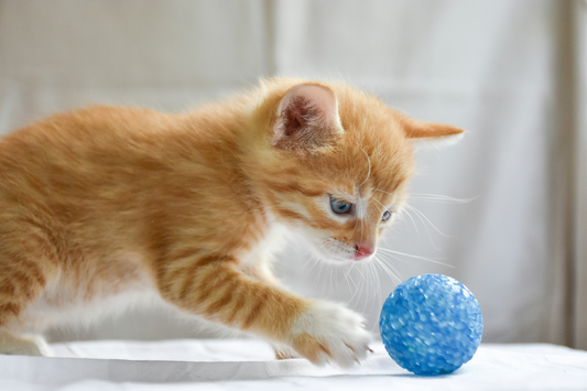 Smart interactive dog toy ball rolling and bouncing automatically while a dog chases it indoors