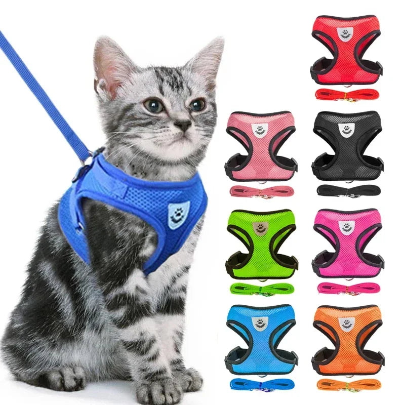 “small dog wearing breathable mesh harness with leash on a walk”