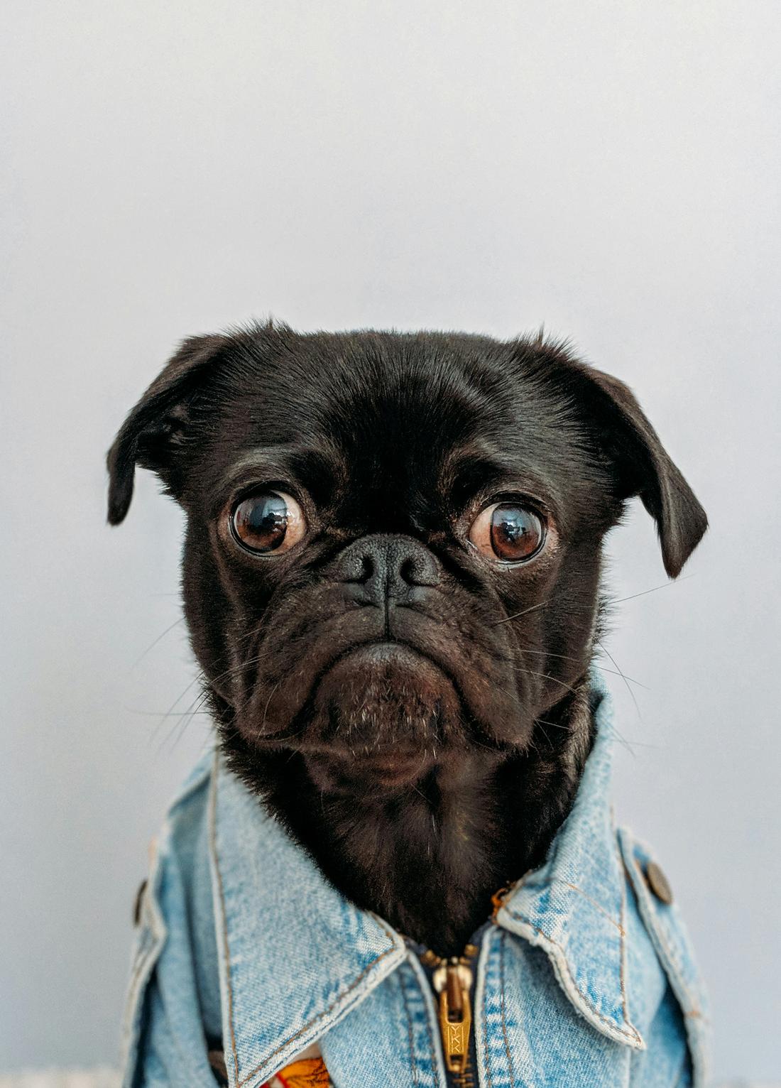 "small dog wearing a cozy fleece pet sweater outdoors"