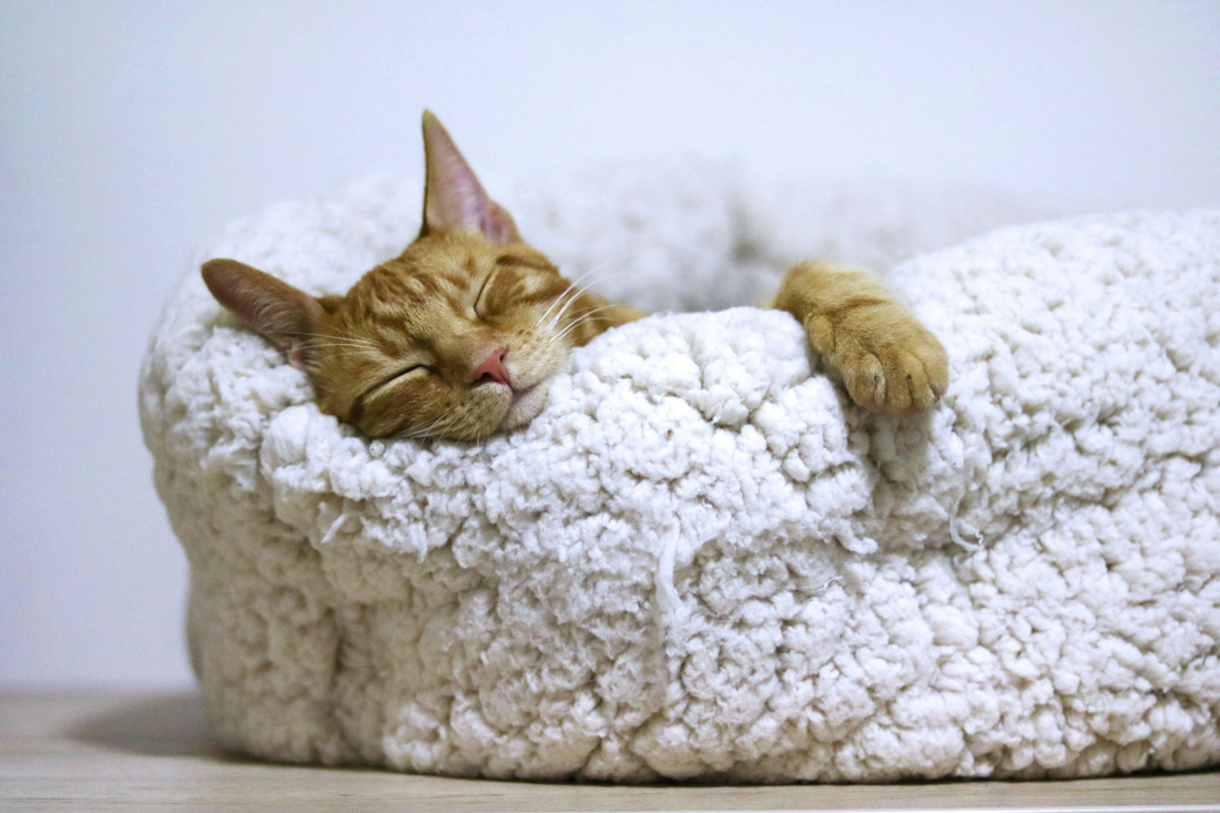 Self-warming slipper-shaped pet bed for cats and small dogs cozy nest bed