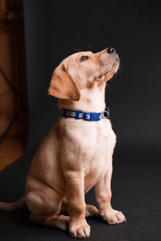 LED glow dog collar nylon night safety light up leash visible during nighttime dog walking