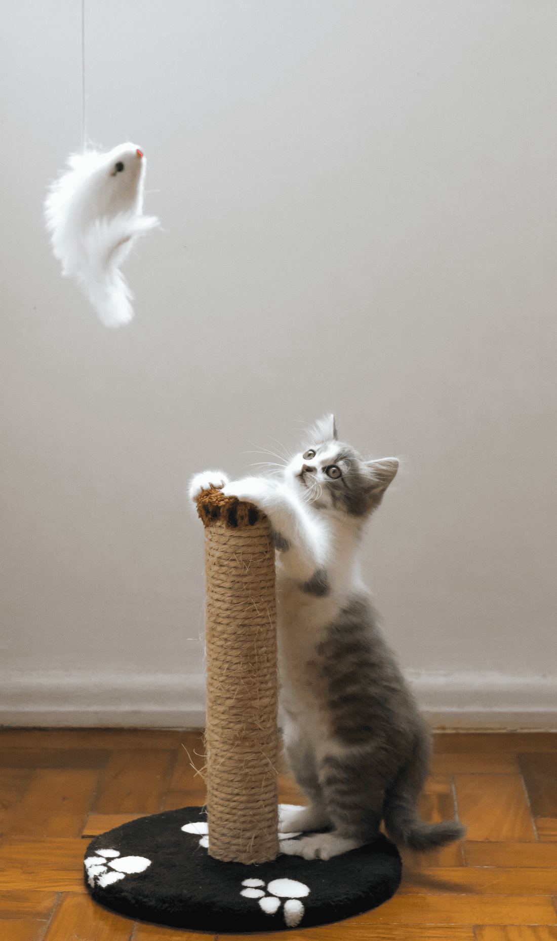 3D catnip fish plush toy being played with by a cat, encouraging active indoor hunting and exercise