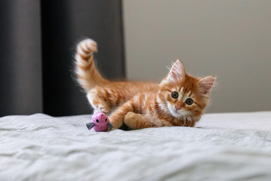 3D catnip fish toy interactive plush chew toy for cats and kittens playing