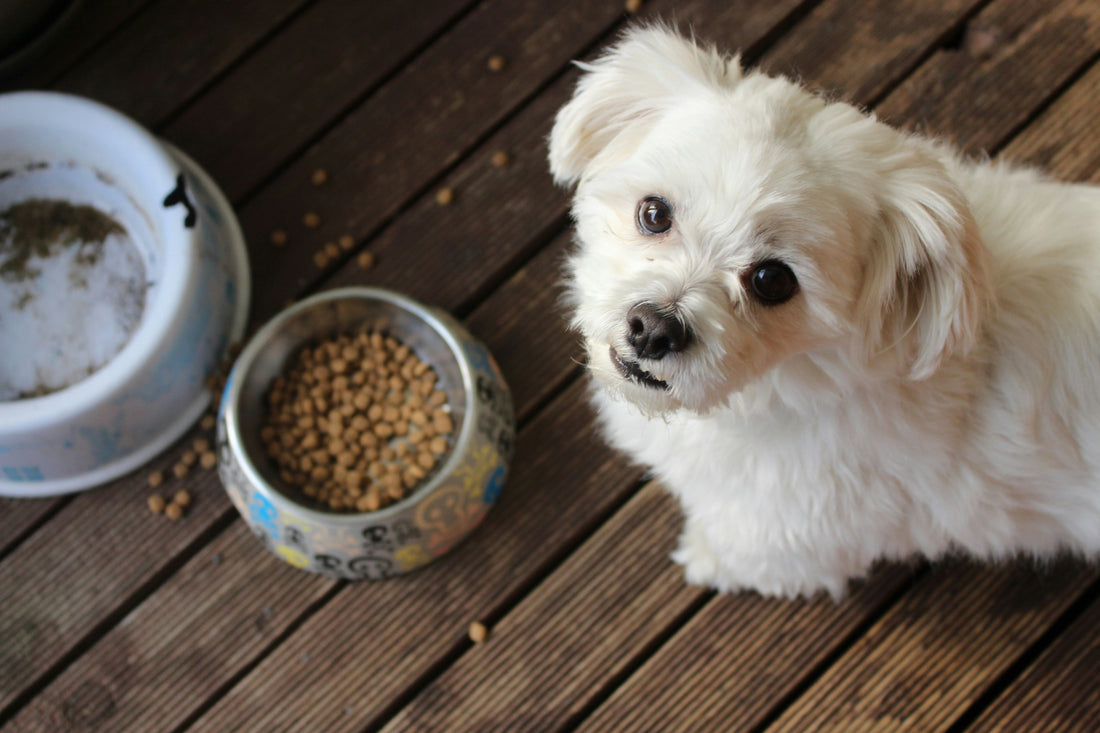 🥩 Grain-Free vs. Regular Dog Food: What’s Better for Your Pup?