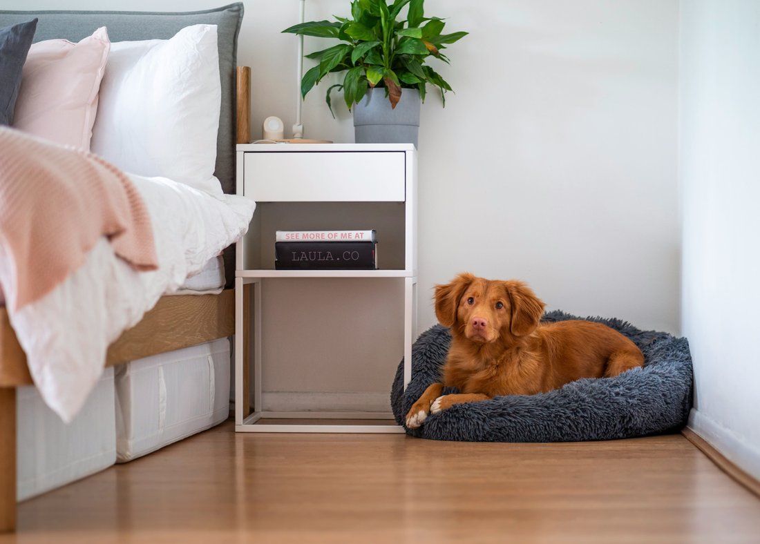 golden retriever sleeping on orthopedic memory foam dog bed