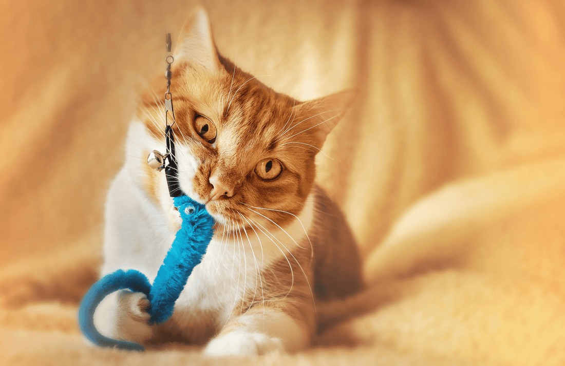 "gray cat playing with an interactive electronic motion cat toy"