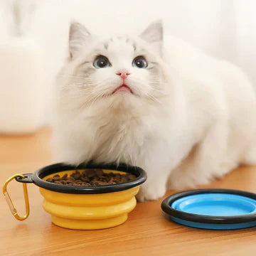 Automatic dual pet bowl feeder dispensing dry food into a bowl for a cat or small dog