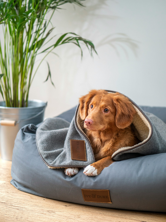 Self-warming slipper-shaped pet bed with plush interior providing a cozy sleeping space for a cat or small dog