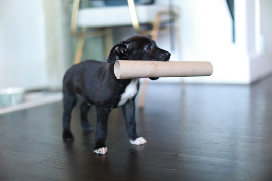 A dog being brushed with a deshedding glove during a home grooming session