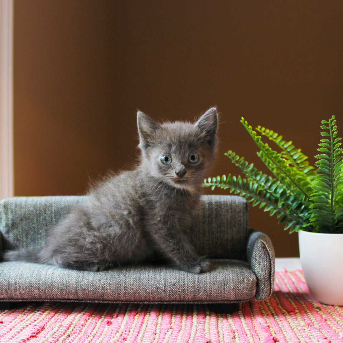 🐱 Top 10 Cat Toys That Actually Keep Your Cat Entertained (2025 List)
