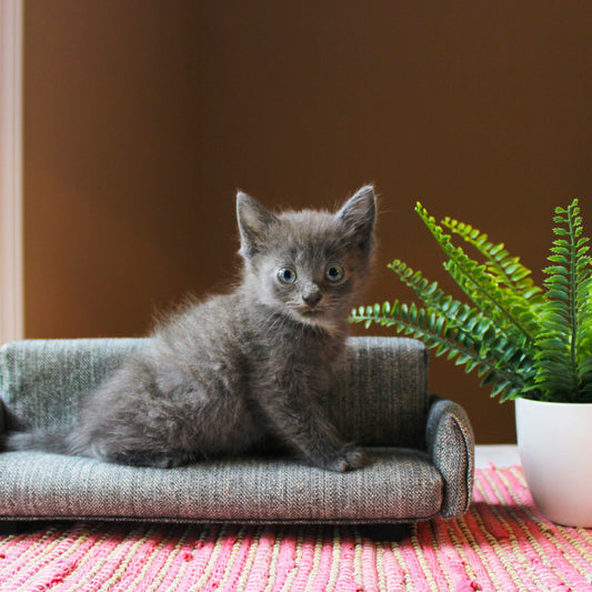 co-friendly pet products including sustainable pet beds, toys, and grooming essentials for dogs and cats in the USA 2025