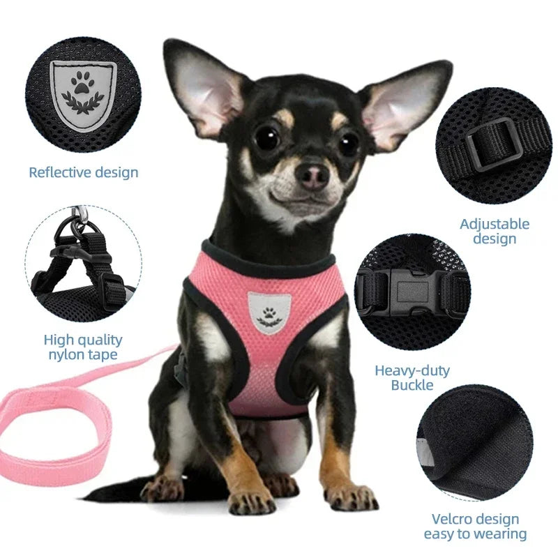Cat wearing breathable harness leash set