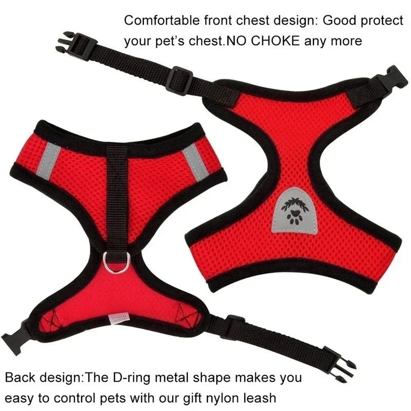 Close-up of pet harness leash set with secure buckle