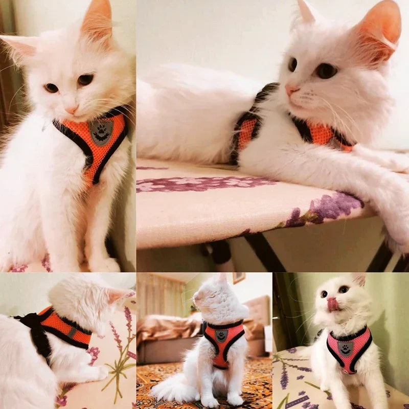 Dog wearing breathable pet harness and leash