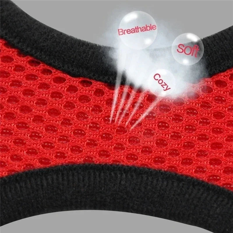 Close-up of pet harness leash set with secure buckle